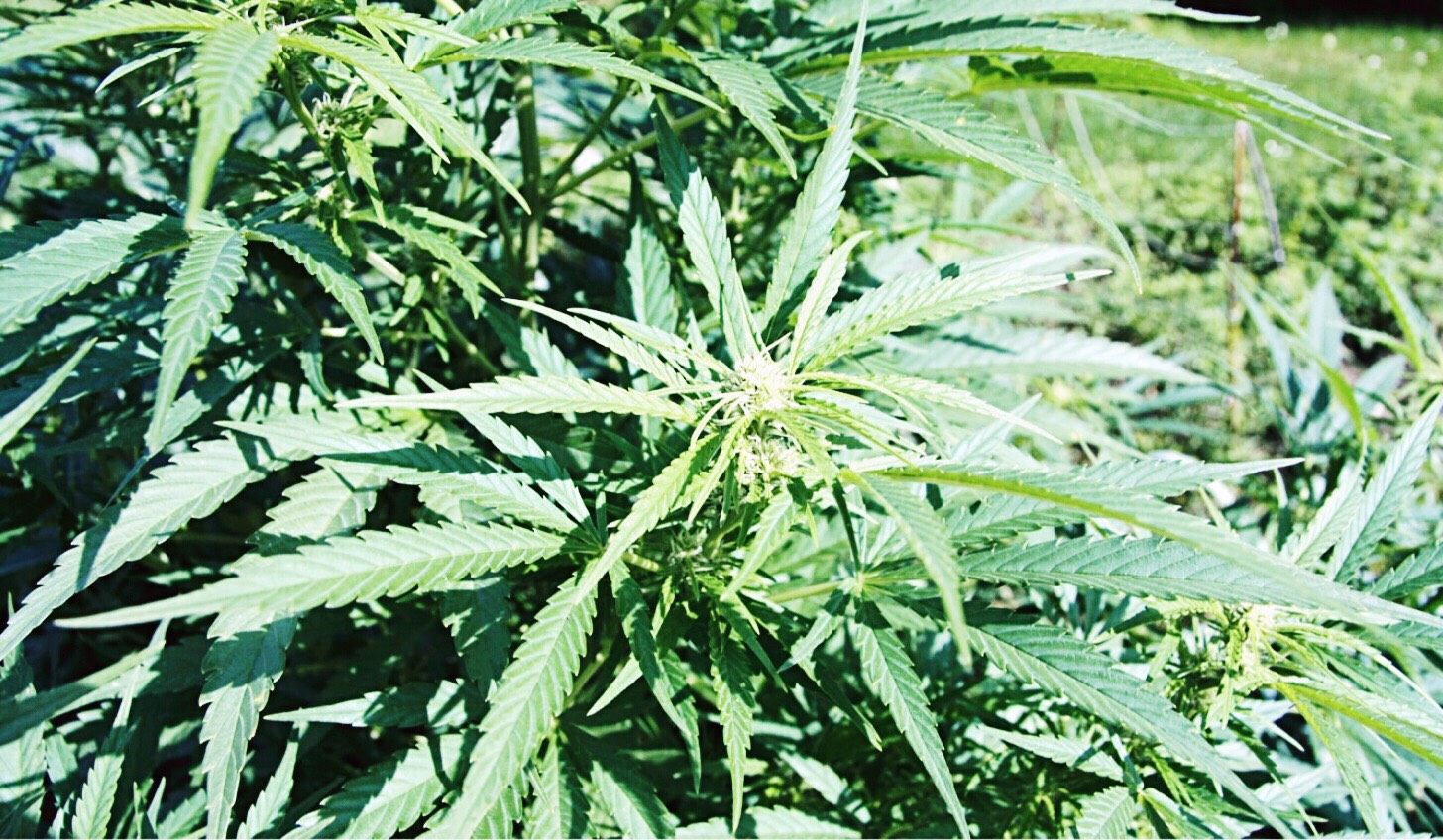 Homegrown Marijuana Plant Toronto